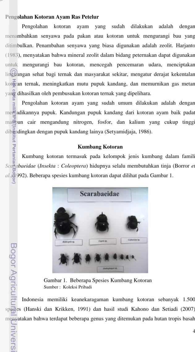 Gambar 1.  Beberapa Spesies Kumbang Kotoran 