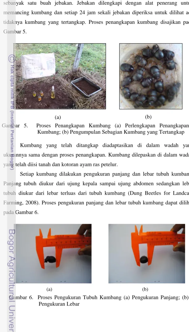 Gambar  6.    Proses  Pengukuran  Tubuh  Kumbang  (a)  Pengukuran  Panjang;  (b)  Pengukuran Lebar 