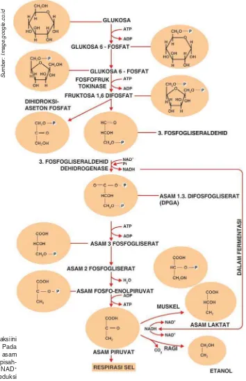 Gambar 2.15Jalur glikolisis: Semua reaksi initerjadi dalam sitosol. Padafermentasi alkohol dan asamlaktat, elektron yang dipisah-kan dari PGAL oleh NAD+digunakan untuk mereduksiasam piruvat