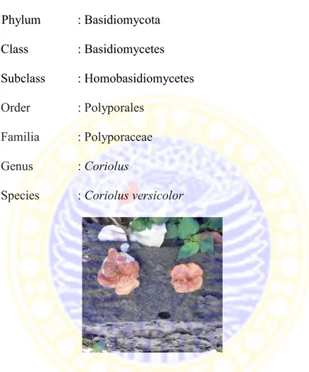 Gambar 2.1  Jamur  (badan buah) Coriolus versicolor yang tumbuh pada  batang kayu  