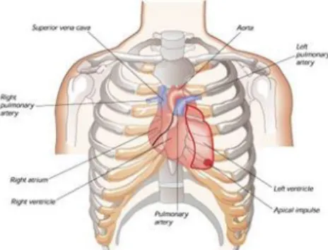 Gambar Jantung Manusia 