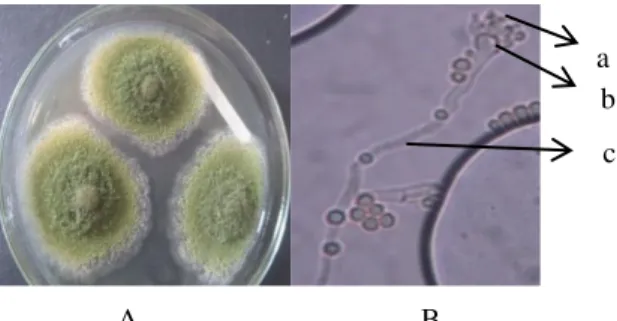 Gambar  3.  Aspergillus  clavatus  UH  12:  A.  koloni  pada  media  CYA  berdasarkan  karakter  makromorfologis,  B