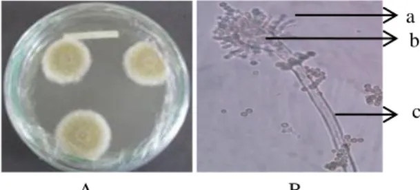 Gambar  7.  Aspergillus  flavus  UB  :  A.  koloni  pada  media  CYA  berdasarkan  karakter  makromorfologis,  B