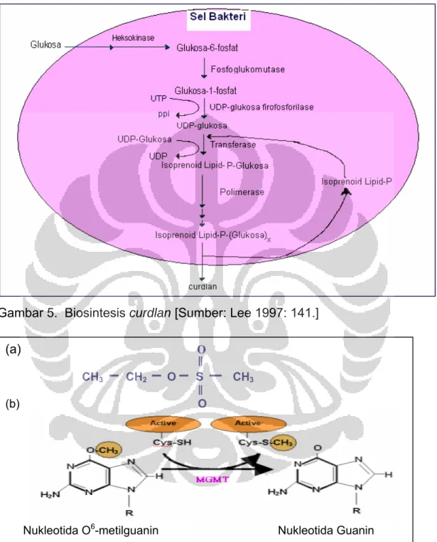Gambar 5.  Biosintesis curdlan [Sumber: Lee 1997: 141.]   (a)                            O  CH 3        CH 2         O      S         CH 3 (b)              O          Keterangan: 