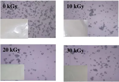 Gambar 1.  Bentuk makroskopis (bawah-kiri) dan mikroskopis granula pati  tapioka iradiasi dengan perbesaran 400x