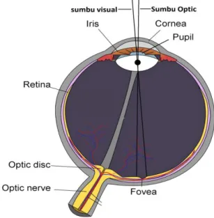 Gambar 1.1 Diagram skema penglihatan mata manusia 