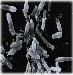 Gambar 3. Bacillus subtilis 
