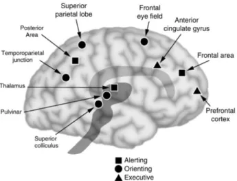 Gambar 2. Anatomi otak dengan fungsi atensi 