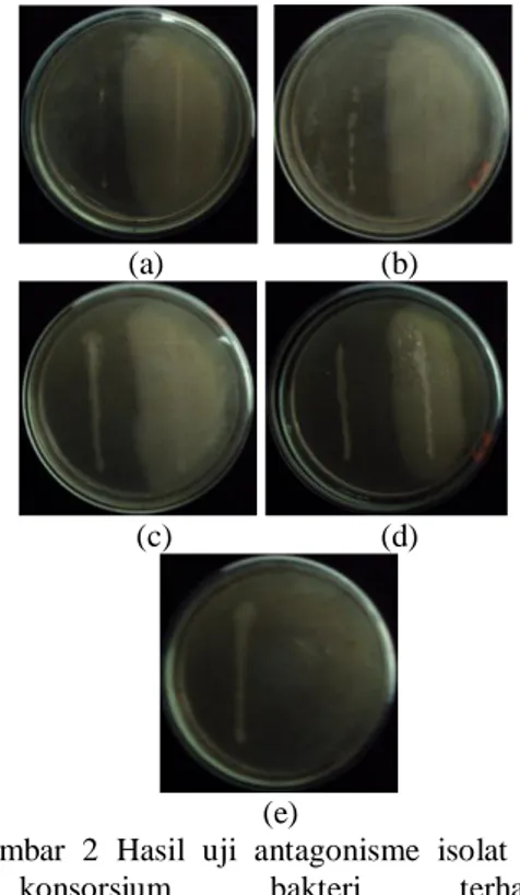 Gambar  2  Hasil  uji  antagonisme  isolat  dan  konsorsium  bakteri  terhadap  pertumbuhan Xoo setelah  inkubasi 24-48  jam (a) isolat A2, (b) konsorsium A5, (c)  konsorsium  A6,  (d)  konsorsium  A8,  dan  (e) kontrol negatif (A10)