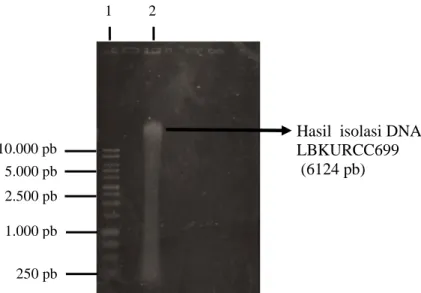 Gambar  1.  Hasil  elektroforesis  isolat  DNA  fungi  endofit  LBKURCC69.  Jalur  1  =  pita  DNA standar, Jalur 2 = pita DNA fungi endofit LBKURCC69