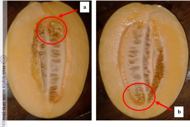 Gambar 9  Letak benih  hampa  umumnya  pada buah melon: di bagian proksimal          buah (a); di bagian distal buah (b) 