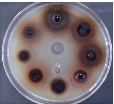 Gambar 5. Hasil Uji Daya Antibakteri Kombinasi Ekstrak Etanol Kelopak Bunga Rosella Hibiscus  sabdariffa Linn