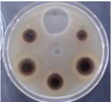 Gambar 4. Hasil Uji Daya Antibakteri Ekstrak Etanol Daun Teh Thea sinensis Linn.terhadap  pertumbuhan Staphylococcus aureus ATCC 25922 