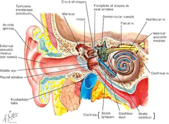 Gambar 1. Struktur anatomi telinga 