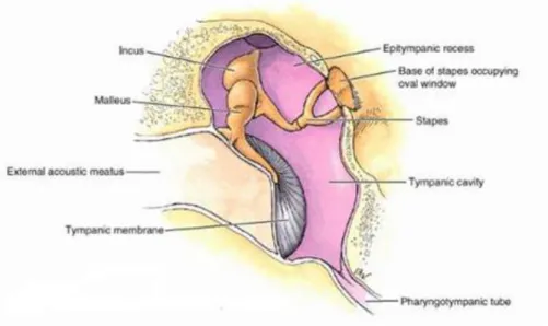 Gambar 2. Anatomi telinga tengah 