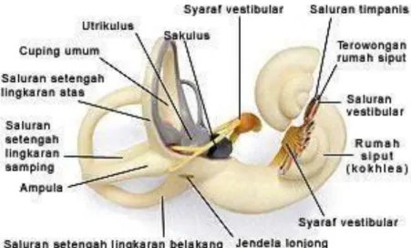 Gambar 4. Anatomi telinga dalam 
