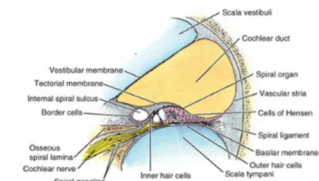 Gambar 6. Fisiologi mendengar 