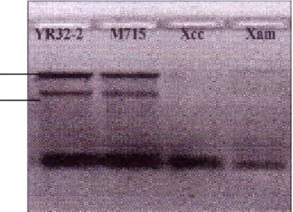 Gambar 23 memperlihatkan ada dua pita yang  dominan, yaitu  23S rRNA dan 16S rRNA. 