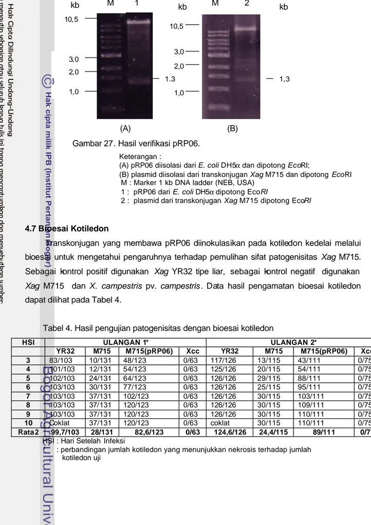 Tabel 4. Hasil pengujian patogenisitas dengan bioesai kotiledon 