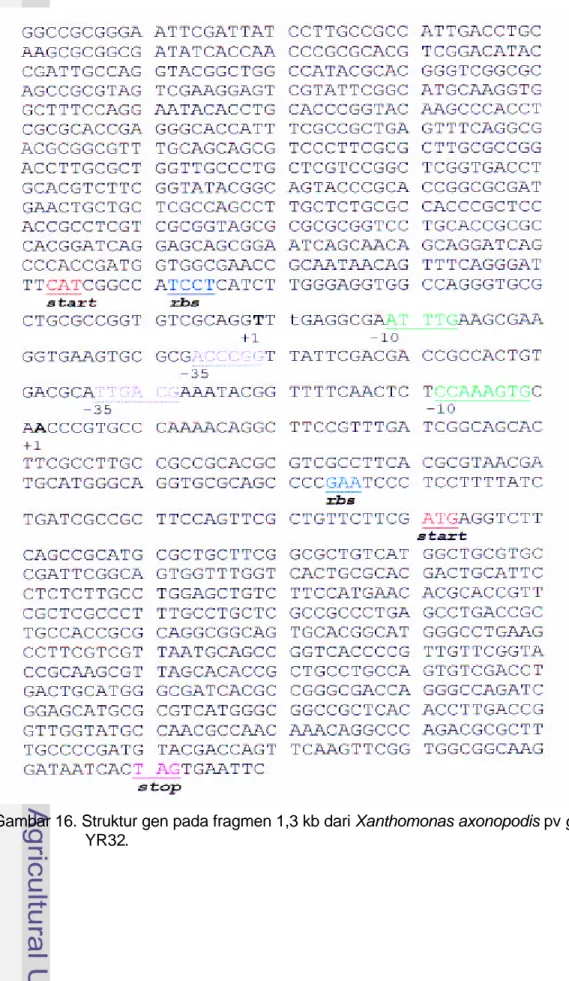 Gambar 16. Struktur gen pada fragmen 1,3 kb dari Xanthomonas axonopodis pv glycines                       YR32