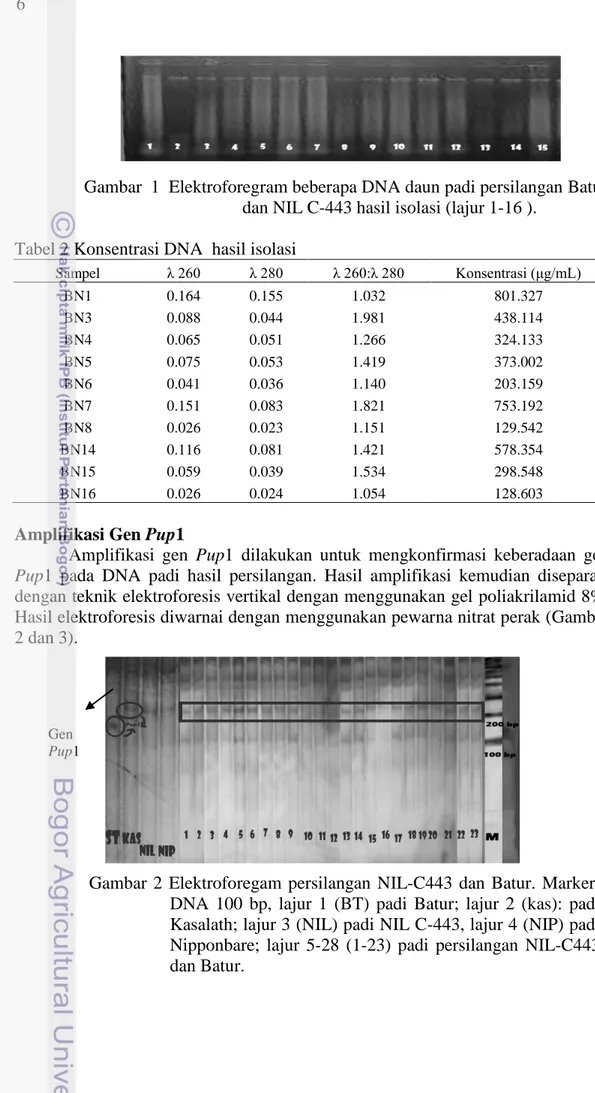 Gambar  1  Elektroforegram beberapa DNA daun padi persilangan Batur  dan NIL C-443 hasil isolasi (lajur 1-16 )