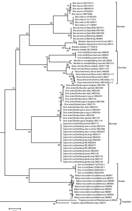 Gambar  1.  Konstruksi  pohon  filogeni  ordo  Cetartiodactyla  berdasarkan  metoda  Neighbor- Neighbor-joining dengan menggunakan perangkat lunak Mega versi 4.0.1