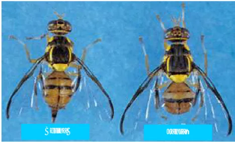 Gambar 3.  Oriental fruit fly (Bactrocera dorsalis). 