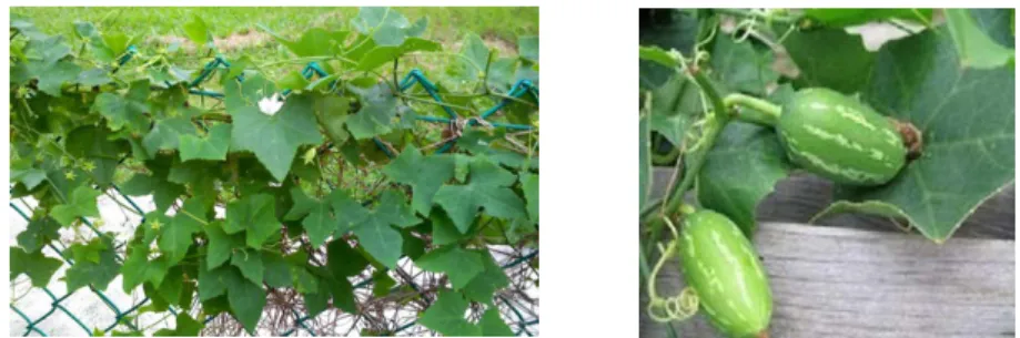 Gambar 1 . Tanaman daun papasan  