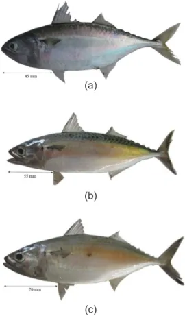 Gambar 2.  Ikan genus Rastrelliger; (a) Ikan kembung  (R. faughni), (b) ikan kembung lelaki  (R