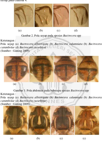 Gambar 2. Pola sayap pada spesies Bactrocera spp 