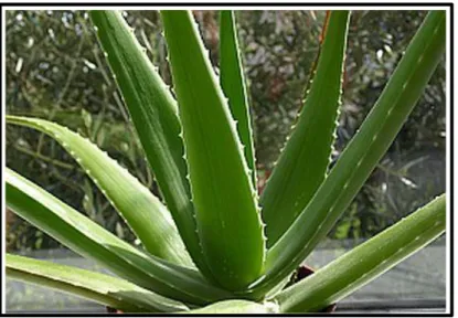 Gambar tanaman lidah buaya dapat dilihat pada Gambar 1. 