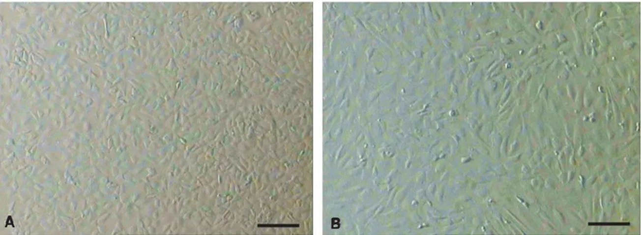 Gambar 1. Feeder layer kumulus/FLK (A) dan mouse embryonic fibroblast/MEF feeder layer (B) yang digunakan untuk kultur stem cells