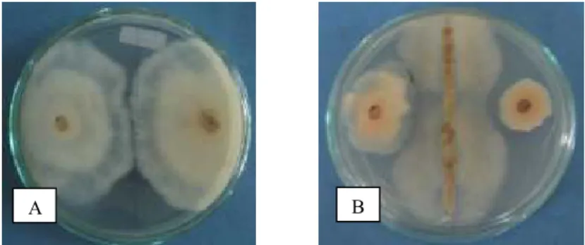 Gambar  9.  Hasil  uji  antagonis  khamir  terhadap  patogen Colletotrichum  sp.  dari buah  stroberi  secara  in-vitro