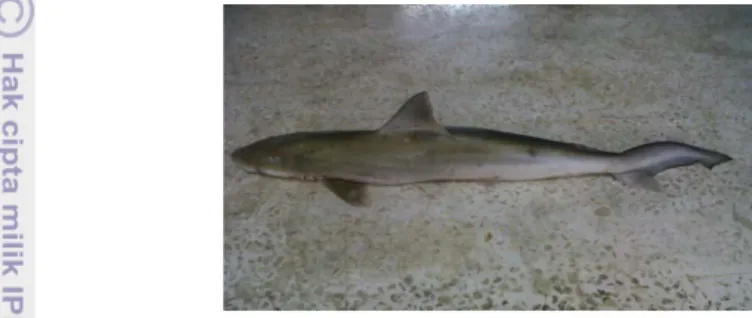 Gambar 2 Ikan cucut banteng (Carcharhinus leucas) 
