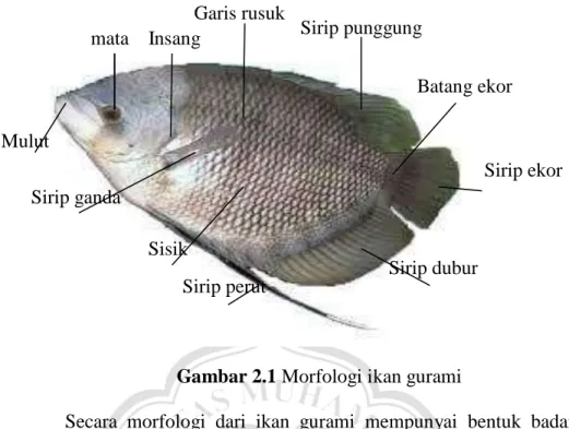 Gambar 2.1 Morfologi ikan gurami 