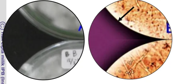 Gambar  3      (A)  Biakan  cendawan  B.  bassiana  pada  media  PDA  dalam  cawan     petri, (B) Konidia cendawan B