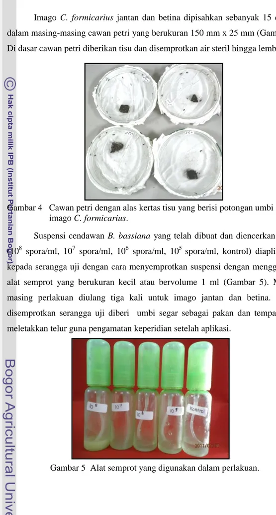 Gambar 4   Cawan petri dengan alas kertas tisu yang berisi potongan umbi dan  imago C