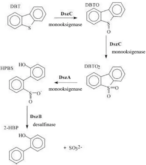 Gambar 3. Jalur biodesulfurisasi dibenzotiofena (4S pathway) (Si Jae et al., 2003)  2.6