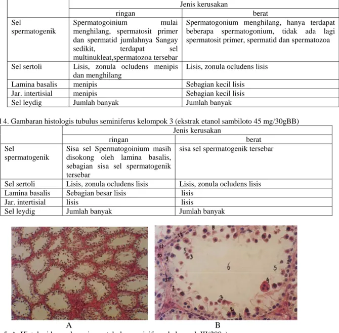 Tabel 3. Gambaran histologis tubulus seminiferus kelompok 2 (ekstrak etanol sambiloto 22,5 mg/30gBB)   Jenis  kerusakan  ringan berat  Sel  spermatogenik  Spermatogoinium mulai menghilang, spermatosit primer 