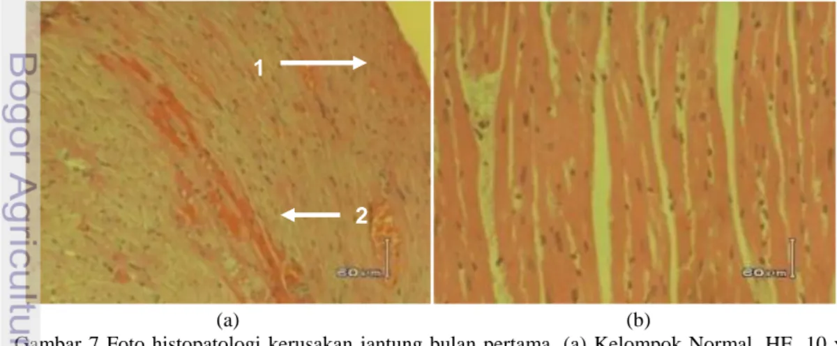 Tabel 6 Pengamatan mikroskopis otak 