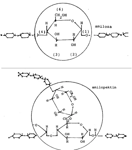 Gambar 5. Struktur amilosa dan amilopektin (Muchtadi, et al. 1988) 