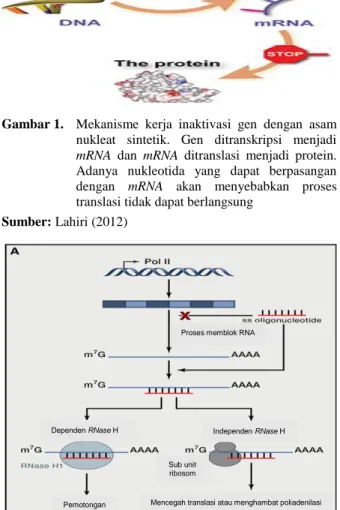 Gambar 2. Mekanisme kerja ASO untuk inaktivasi gen Sumber: Davidson &amp; Monteys (2012) 