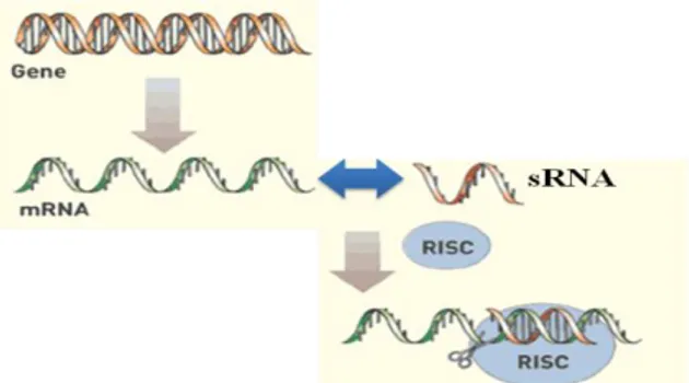 Gambar 3.  Mekanisme  kerja  RNAi:  proses  inaktivasi  mRNA  oleh  sRNA  yang  difasilitasi  oleh  RISC  sehingga  mencegah  proses  translasi  mRNA  menjadi protein 