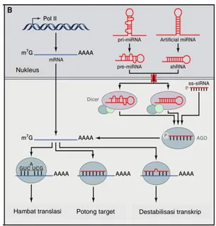 Gambar 4.  Mekanisme  kerja  ss-siRNA  yang  memerlukan  enzim argonaute (AGO) untuk menempel pada  mRNA sehingga mencegah translasi 