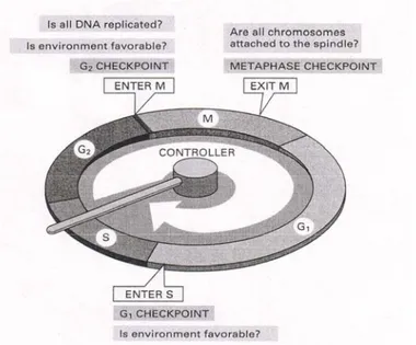Gambar 2. Beberapa Mekanisme Checkpoint dalam Siklus Sel. 9 