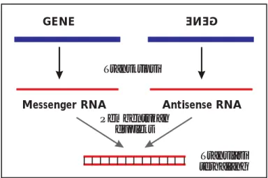 Gambar 1. Mekanisme kerja antisense RNA dalam menghalangi ekspresi gen.