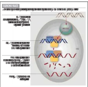 Gambar 2. Mekanisme kerja short interfering RNA (siRNA) dalam  menghalangi ekspresi gen
