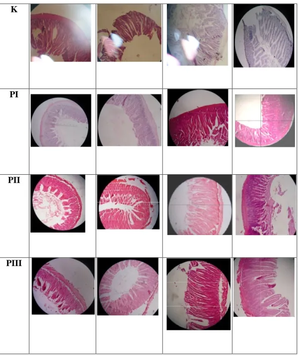 Gambar 4. Pengamatan mikroskopis preparat histologis Pengamatan mikroskopis preparat histologis