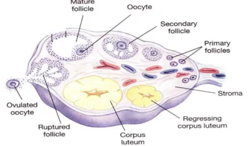 Gambar 2.2. Proses folikulogenesis dan ovulasi di ovarium (Anwar, 2005). 