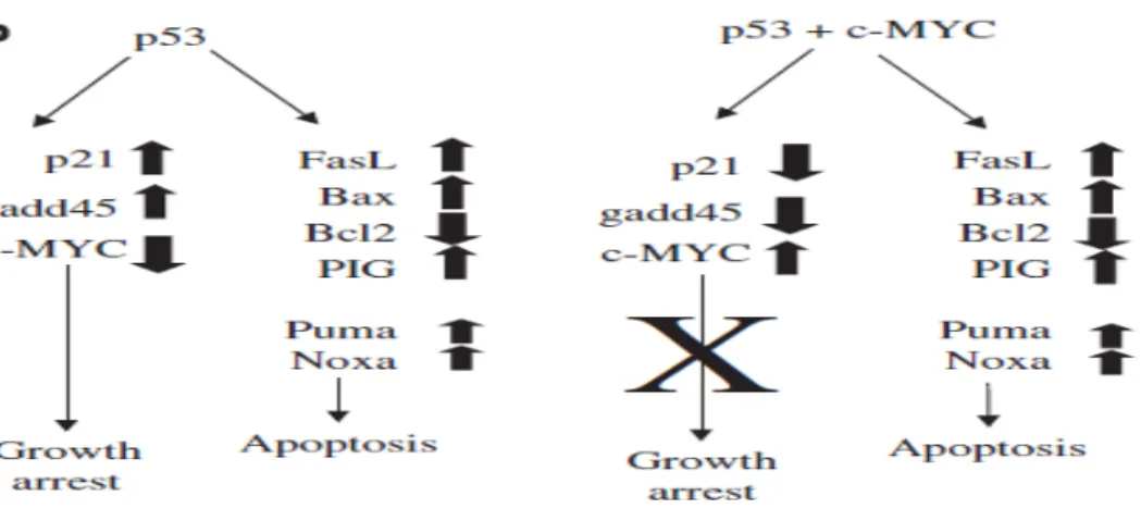 Gambar 2.3. C-myc bekerja sama dengan p53 dalam menghambat ekspresi dari  gen- gen pertumbuhan (Hoffman dan Liebermann, 2008)